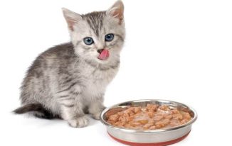 Benefits of Having an Automatic Cat Food Feeder